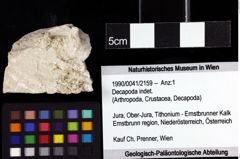 Foto (Objket + Etiketten) von Decapoda indet. 